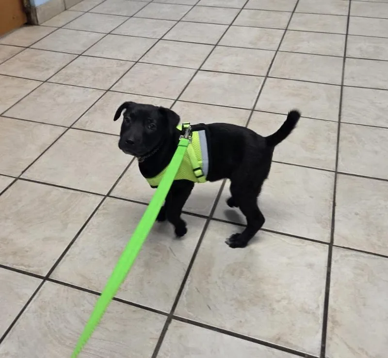 A baby medium-sized female Black Labrador Retriever dog named Uma for adoption in Milwaukie, OR