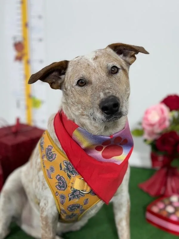 A young medium-sized male Brindle Australian Cattle Dog / Blue Heeler dog named Ivan for adoption in Carlsbad, CA