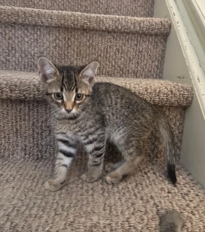 A young medium-sized male Brown / Chocolate Domestic Short Hair cat named Jonathan for adoption in Fort Collins, CO