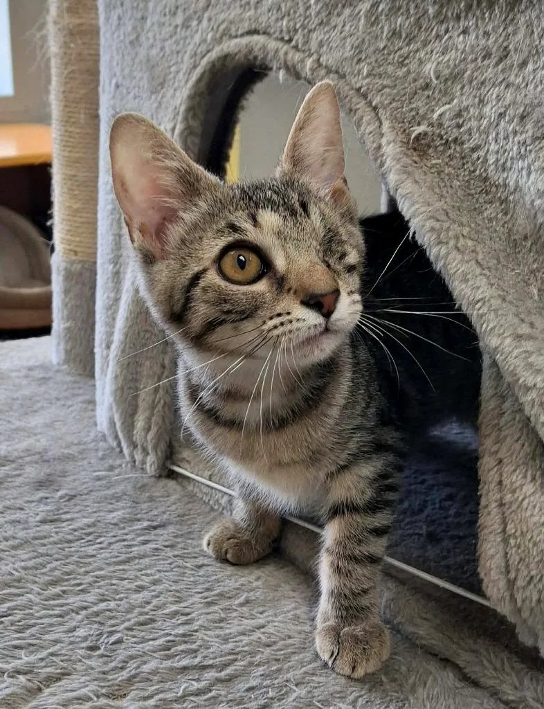 A baby medium-sized female American Shorthair cat named Gaillis for adoption in Van Wert, OH