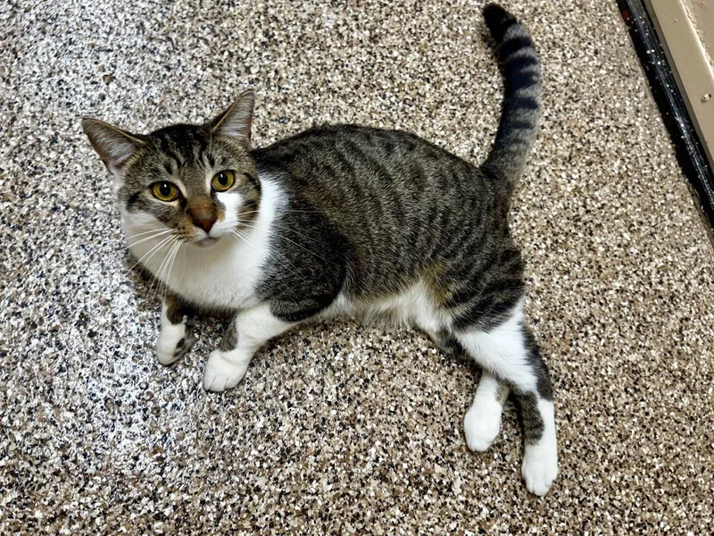 A young medium-sized male Domestic Short Hair cat named Tito for adoption in Hilton Head Island, SC