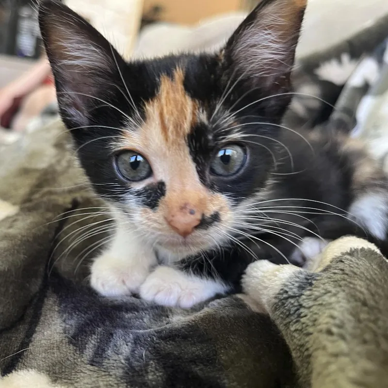 A baby small-sized female Calico Domestic Short Hair cat named Monica for adoption in San Antonio, TX