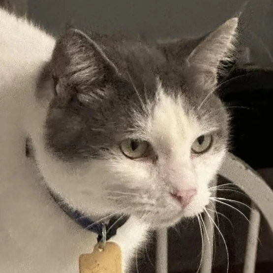 An adult medium-sized male Gray & White Tabby cat named Will Special Guy for adoption in Hoquiam, WA