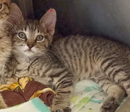 A baby small-sized male Domestic Short Hair cat named Sadie for adoption in Verona, WI