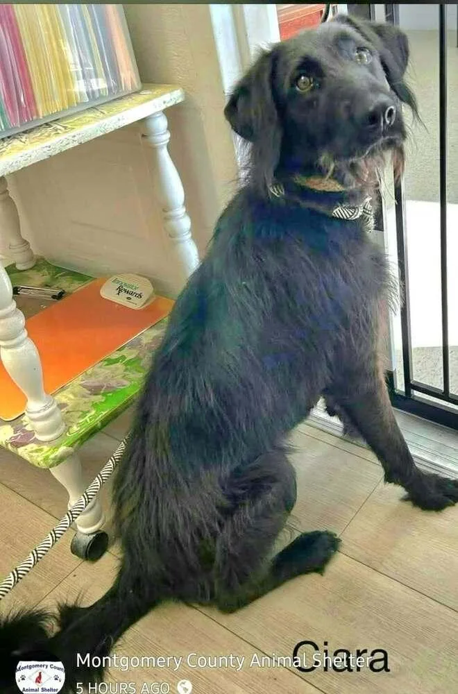 An adult medium-sized female Labradoodle dog named Ciara for adoption in Aurora, IN