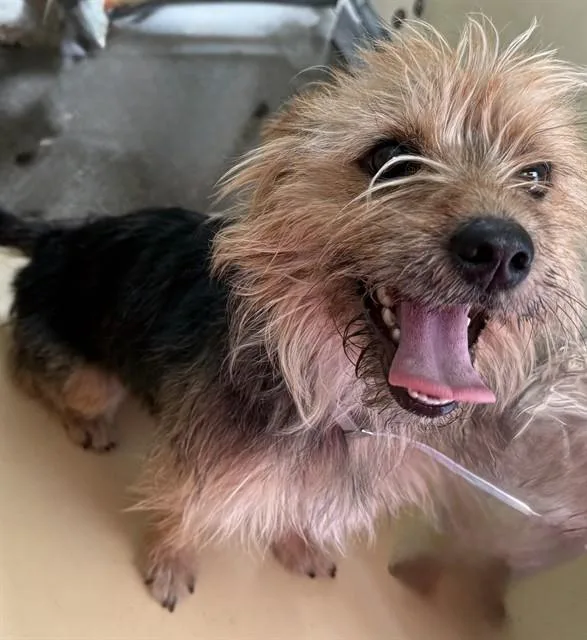 A young small-sized female Yorkshire Terrier dog named Peach for adoption in Lancaster, CA