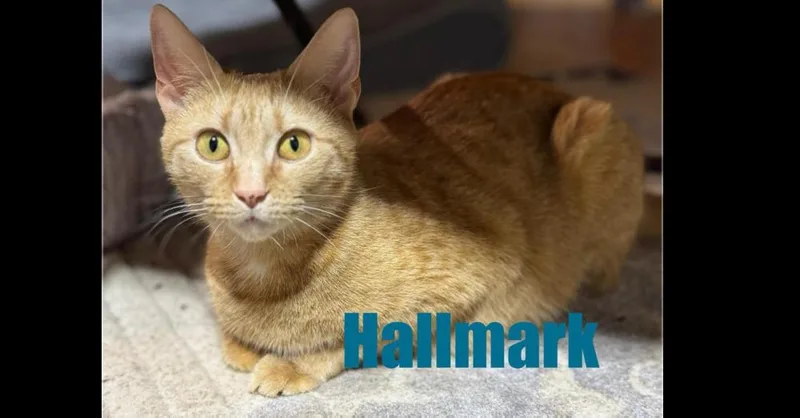 Hallmark thumbnail 2