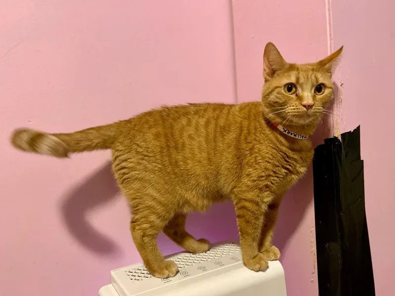 Hallmark thumbnail 3