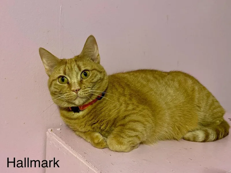 Hallmark thumbnail 4