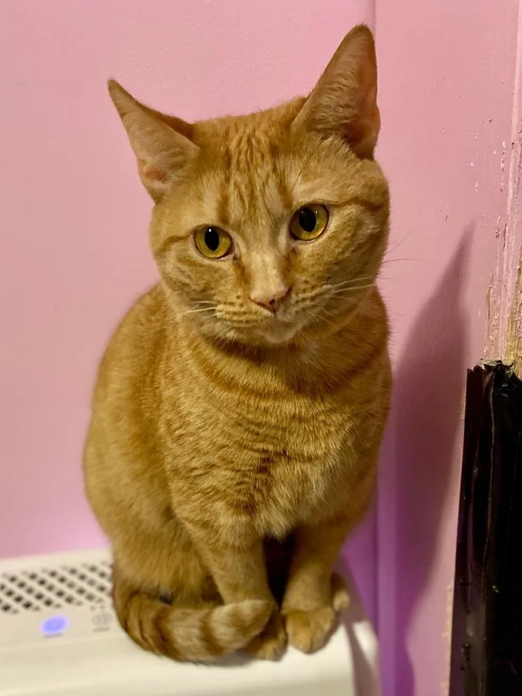 Hallmark thumbnail 5