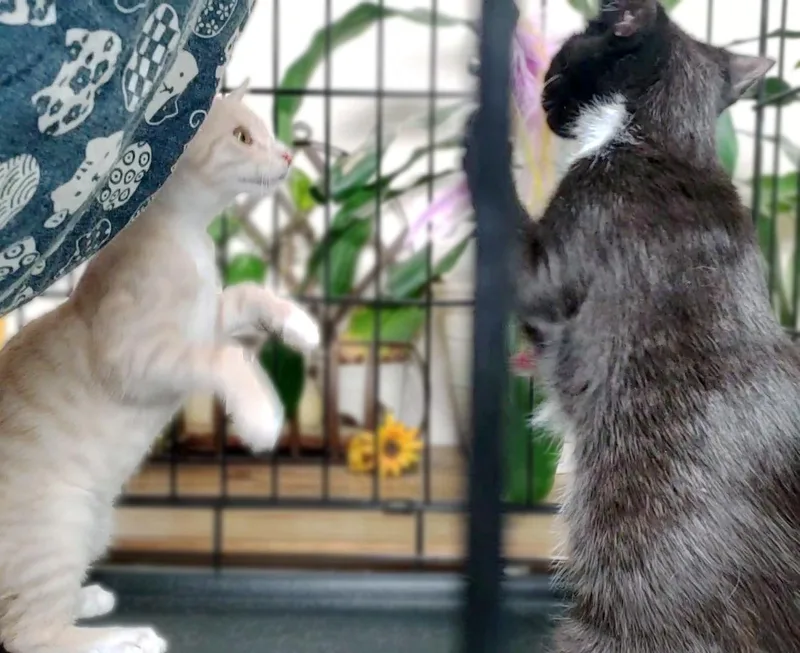 A baby medium-sized male Domestic Short Hair cat named Barclay for adoption in Davis, CA