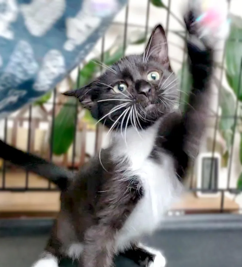 Barclay thumbnail 2