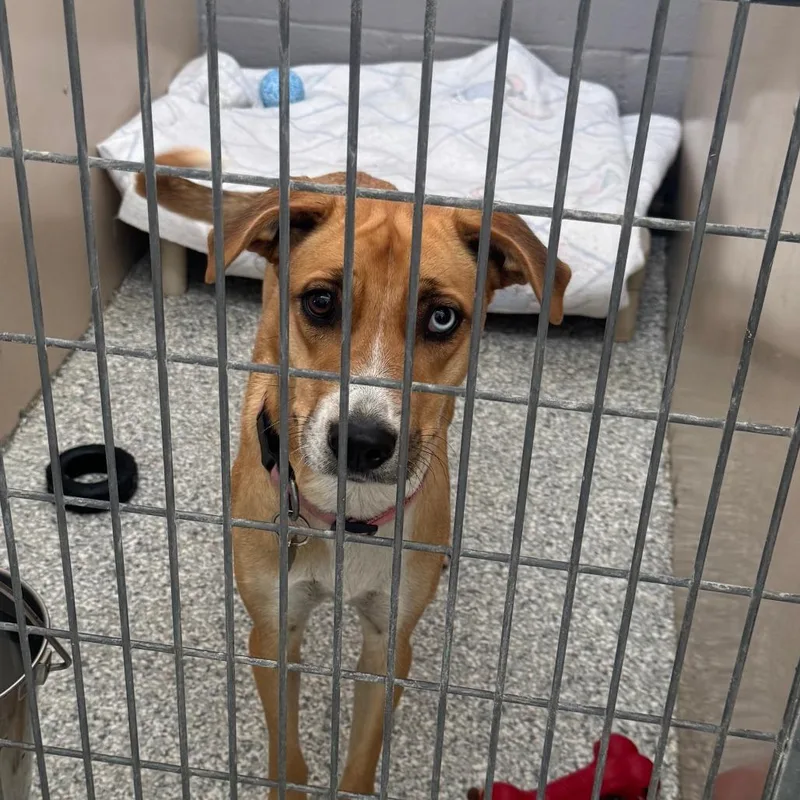 An adult medium-sized female Yellow / Tan / Blond / Fawn Mixed Breed dog named Waffles for adoption in Taos, NM