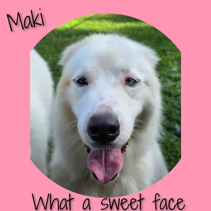 Maki thumbnail 2