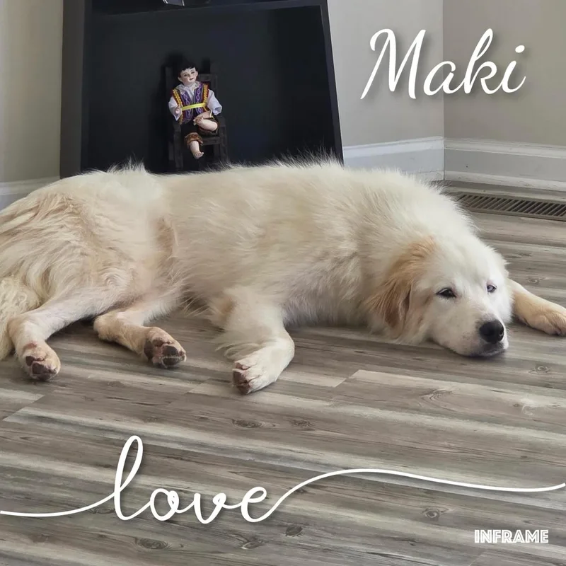 Maki thumbnail 4