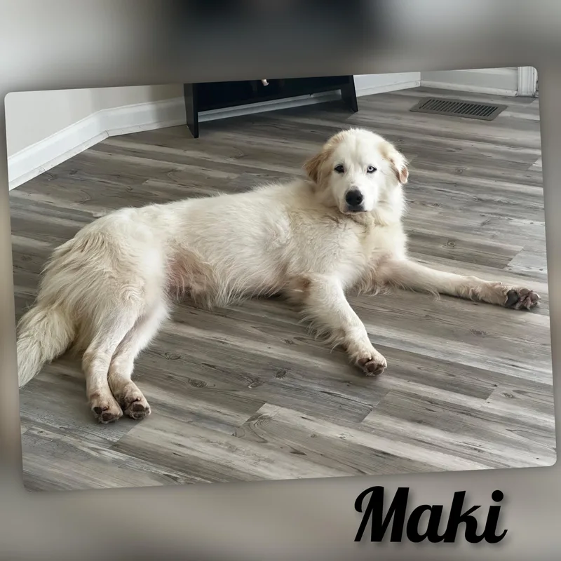 Maki thumbnail 6