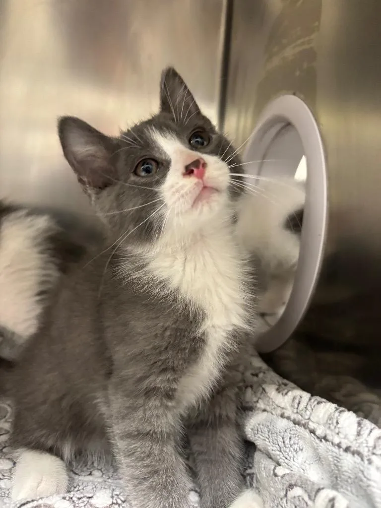 A baby medium-sized male Domestic Short Hair cat named Harris for adoption in Findlay, OH