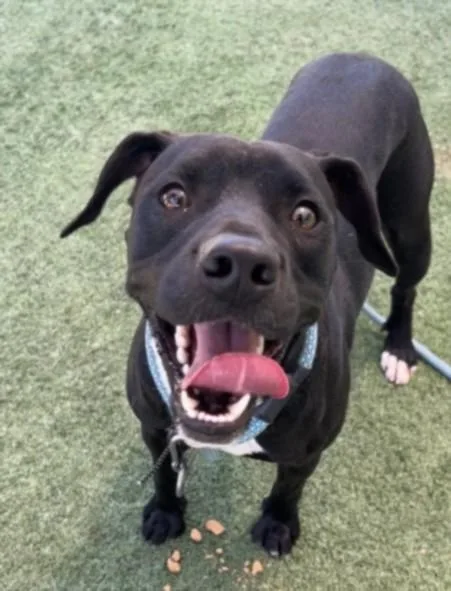 An adult medium-sized male Pit Bull Terrier dog named Blacky for adoption in Chatsworth, CA