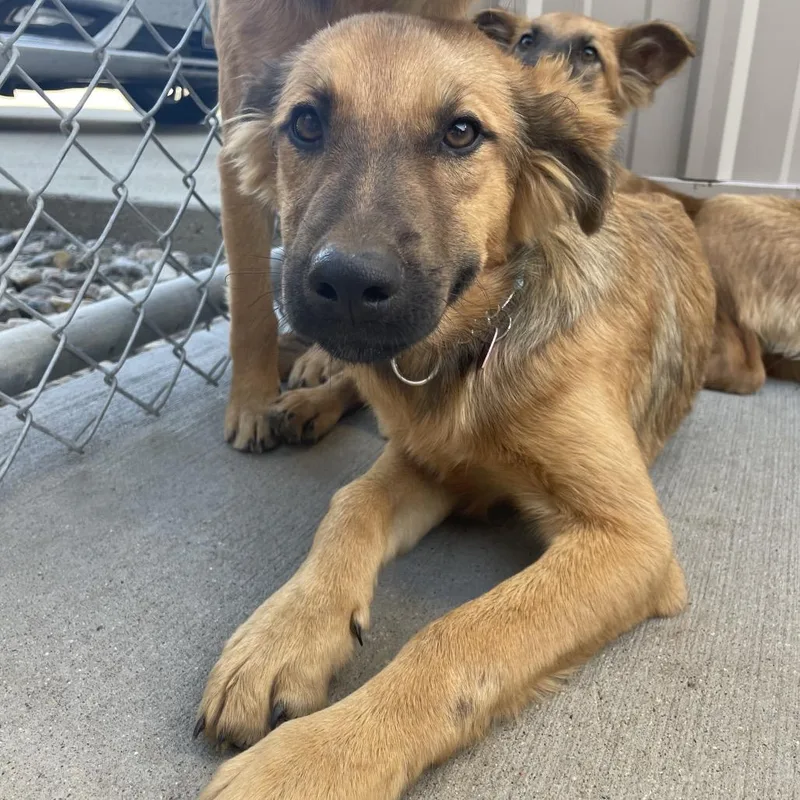 A young large-sized male Brown / Chocolate Mixed Breed dog named Maverick for adoption in Bismarck, ND