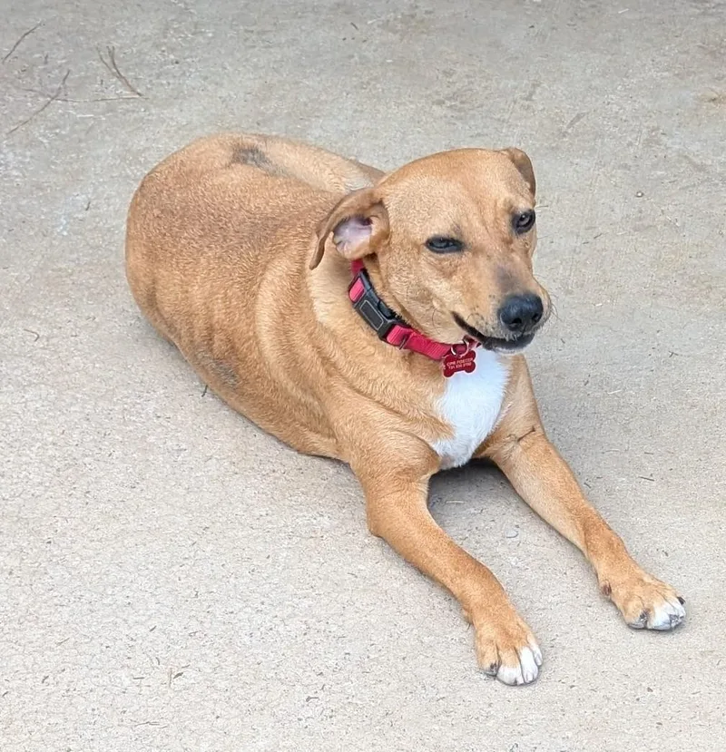 A young medium-sized female Red / Chestnut / Orange Labrador Retriever dog named Peaches for adoption in Watertown, CT