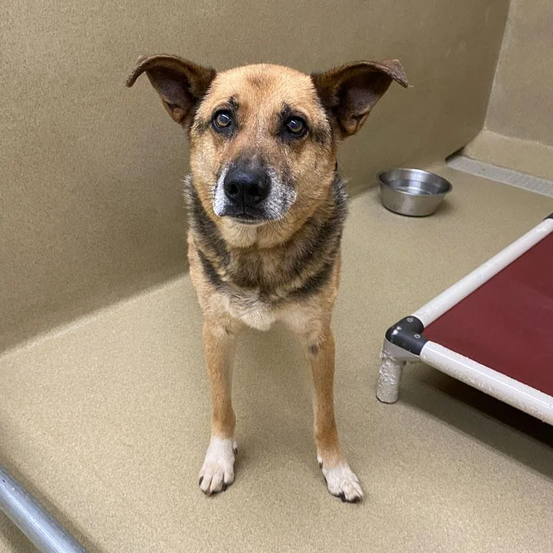 A senior medium-sized male Bicolor Shepherd dog named Owsley for adoption in Monroe, GA