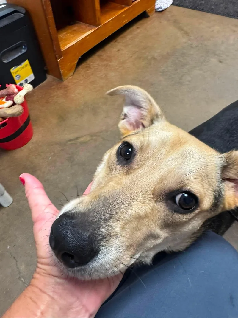 An adult medium-sized female Shepherd dog named Patty Hallie for adoption in Cullman, AL