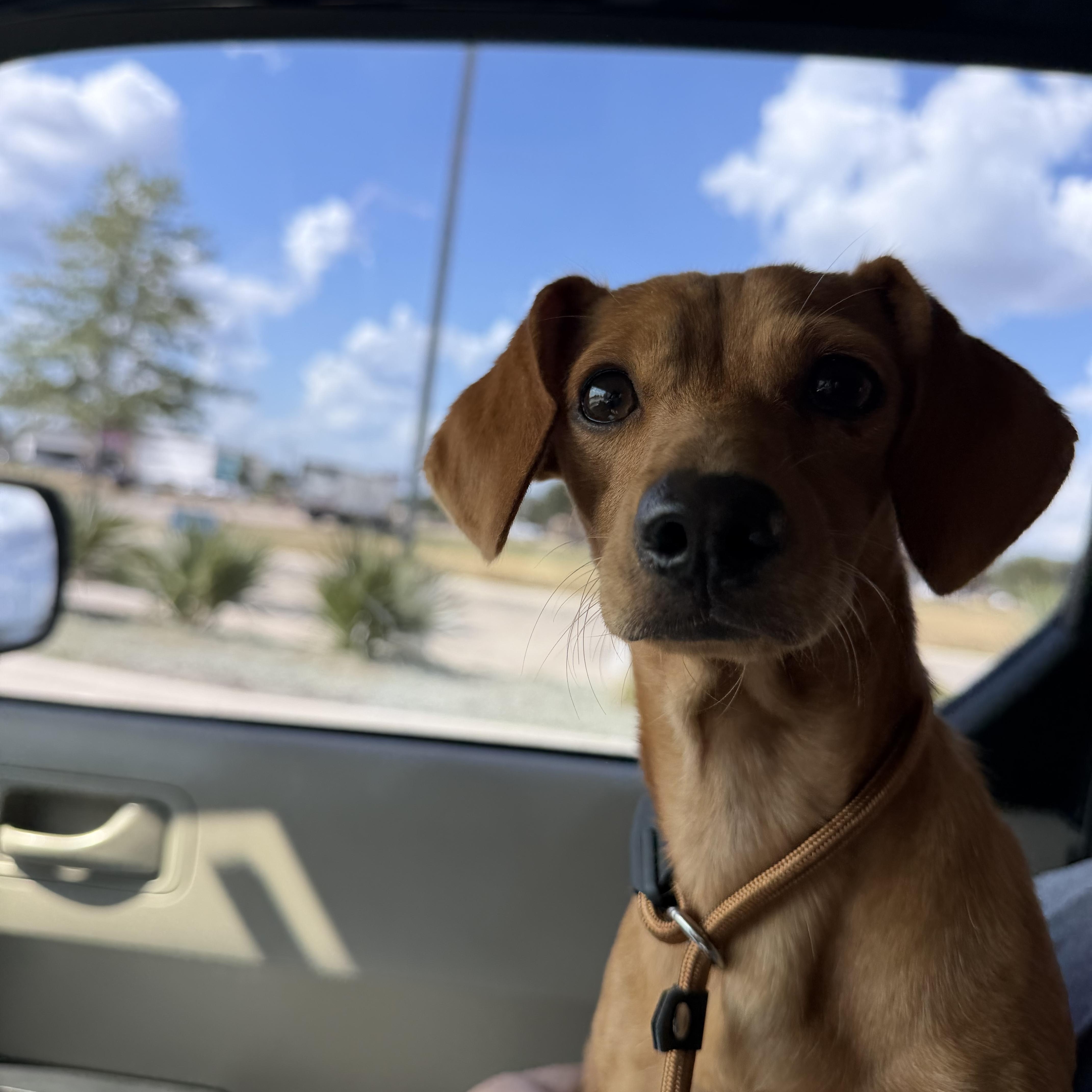 A young small-sized female Dachshund dog named Bessie for adoption in Pflugerville, TX
