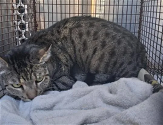 An adult large-sized male Domestic Short Hair cat named Bobbi for adoption in Van Nuys, CA