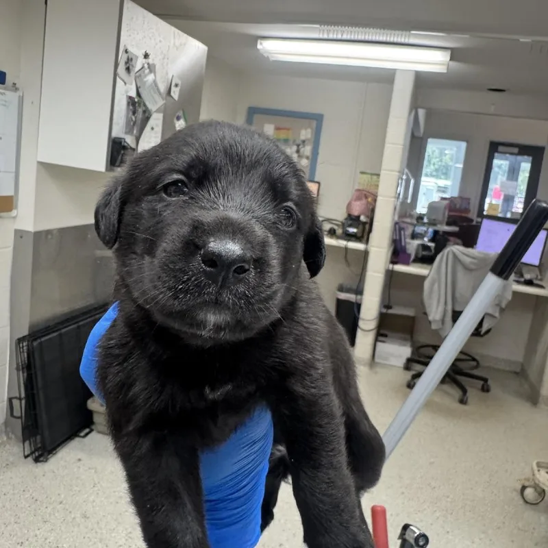 A baby small-sized female Mixed Breed dog named Ziva for adoption in Indianapolis, IN