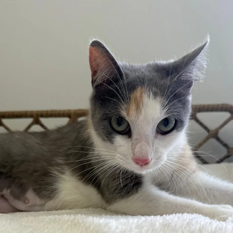 A baby medium-sized female Calico Domestic Short Hair cat named Cupcake for adoption in Houston, TX