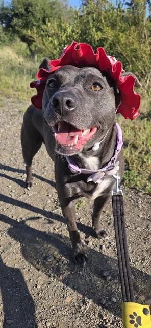 An adult medium-sized female Pit Bull Terrier dog named Cootie for adoption in San Jose, CA