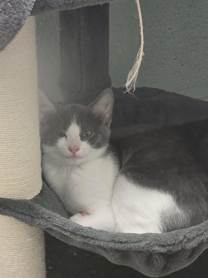 A young medium-sized male Gray & White Domestic Short Hair cat named Smooth Justice for adoption in Mount Juliet, TN
