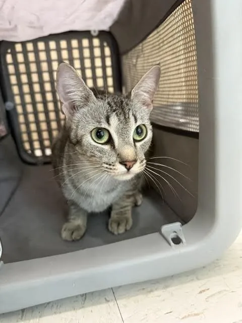 An adult medium-sized female Tabby (Gray / Blue / Silver) Domestic Short Hair cat named Jessica for adoption in Hobbs, NM