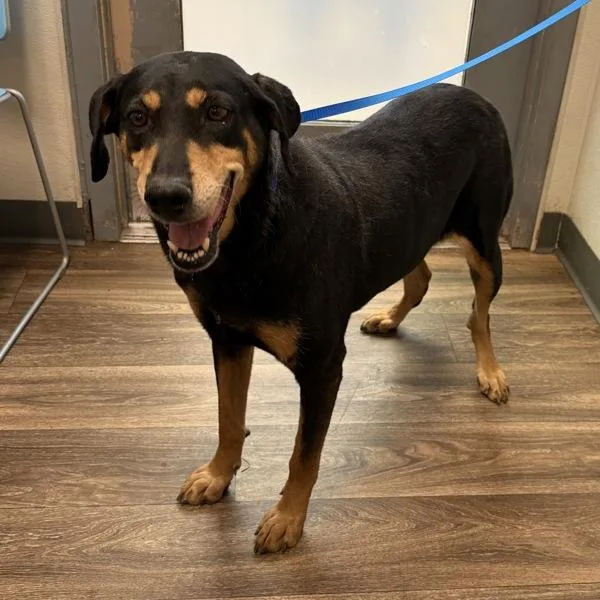 An adult large-sized female Doberman Pinscher dog named Annalia for adoption in San Diego, CA
