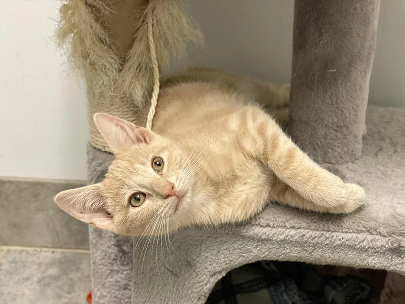 A baby medium-sized male Buff / Tan / Fawn Domestic Short Hair cat named George for adoption in Charles Town, WV
