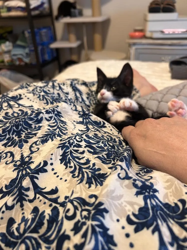 A baby small-sized male Domestic Short Hair cat named Clover for adoption in Bellingham, WA