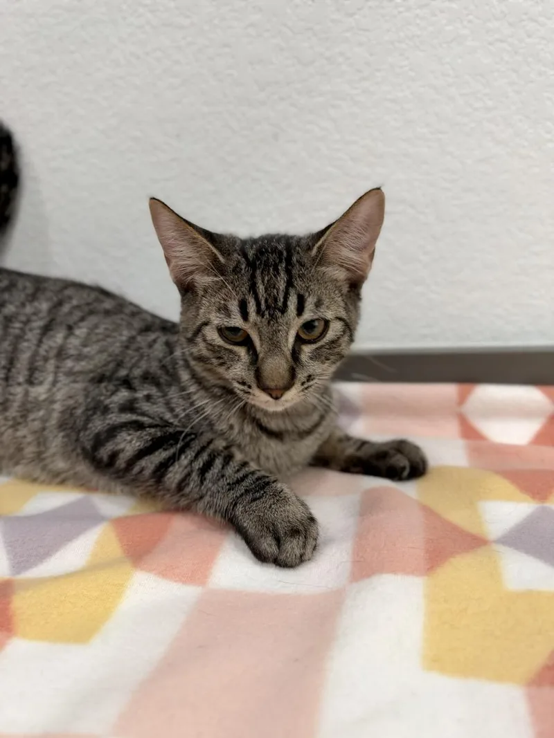A baby medium-sized male Brown / Chocolate Domestic Short Hair cat named Tucson for adoption in Las Vegas, NV