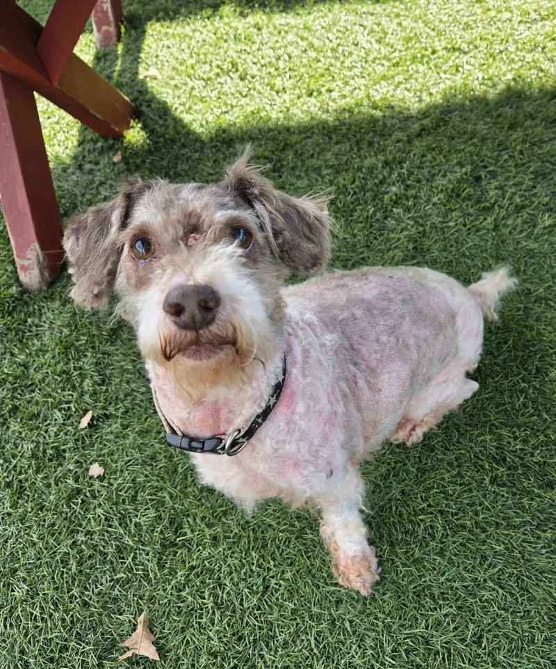 A senior small-sized male White / Cream Poodle dog named Walter for adoption in Sparta, WI