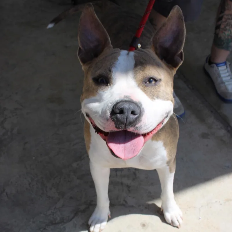 An adult medium-sized female White / Cream Pit Bull Terrier dog named Talula for adoption in Floresville, TX