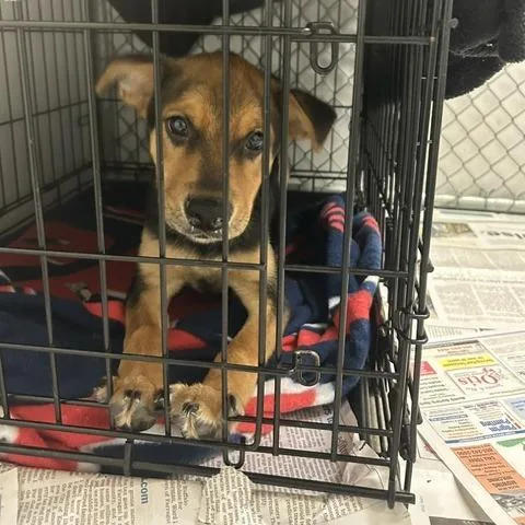 A baby small-sized male Mixed Breed dog named Tuna for adoption in Knoxville, TN