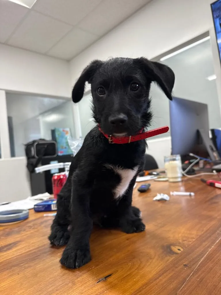 A baby medium-sized male Mixed Breed dog named Banditt for adoption in Thousand Oaks, CA