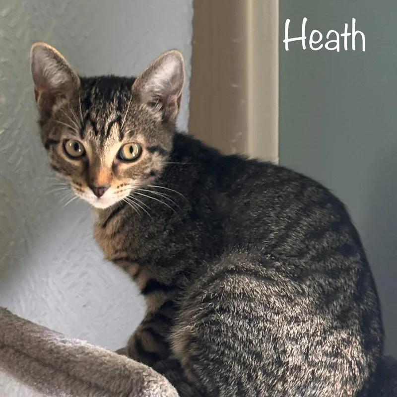 A baby small-sized male Brown / Chocolate Domestic Short Hair cat named Heath Bar for adoption in TITUSVILLE, FL
