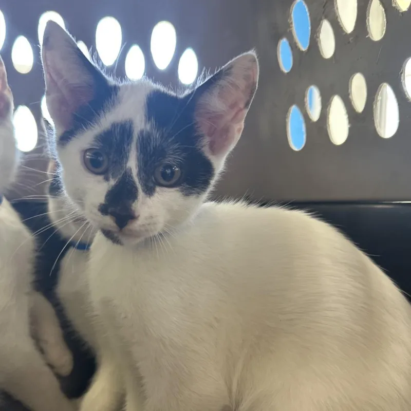 A baby small-sized male White Domestic Short Hair cat named Ashton for adoption in Montgomery, AL