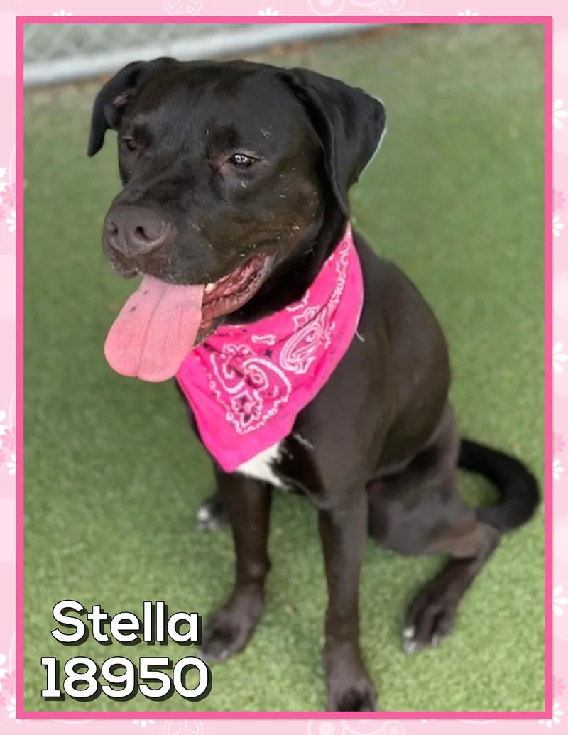 Stella thumbnail 2