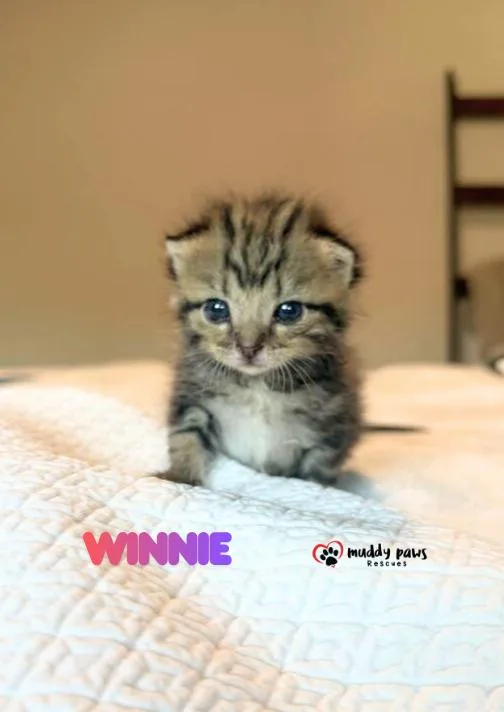 A baby small-sized female Domestic Short Hair cat named Beanie Weenies: Winnie for adoption in Council Bluffs, IA