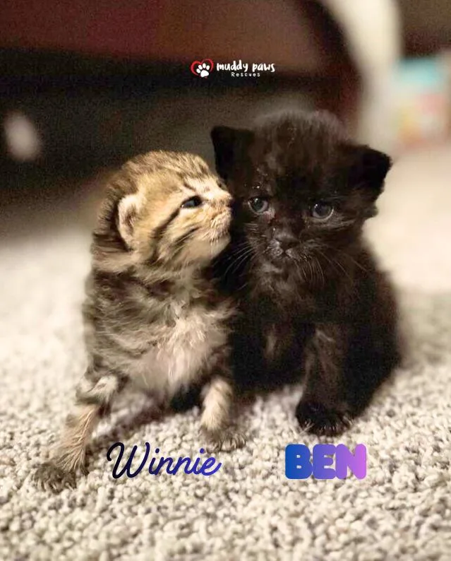 Beanie Weenies:  Winnie thumbnail 3