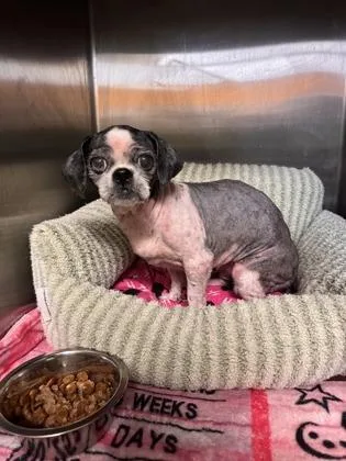 An adult small-sized female Shih Tzu dog named Tilly for adoption in New Orleans, LA