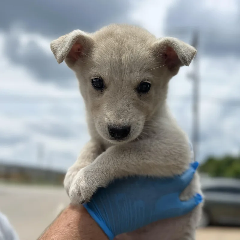 A baby medium-sized female White / Cream Husky dog named Leda Beeda Boda Butt for adoption in Columbia, SC