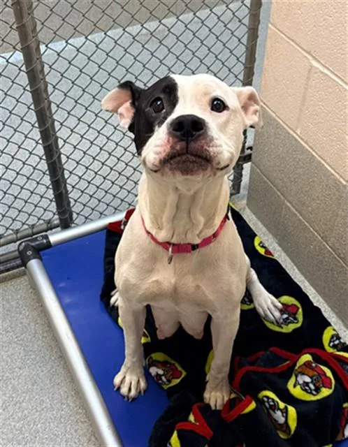 An adult medium-sized female Pit Bull Terrier dog named Molly for adoption in Statesville, NC
