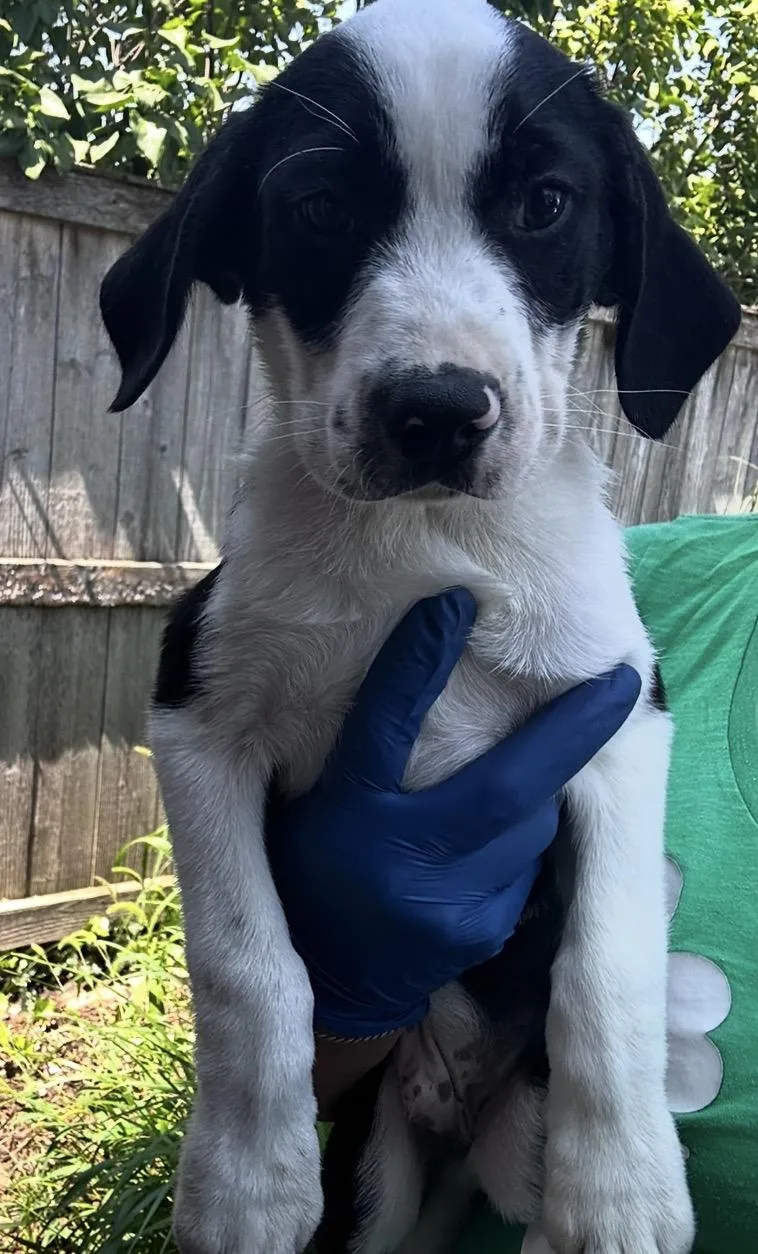 A baby medium-sized male White / Cream Labrador Retriever dog named Panthro for adoption in Wonder Lake, IL